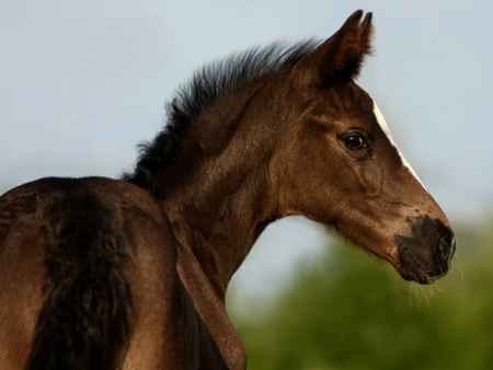 Beautiful & young - horses