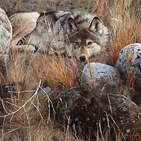 The Resting Wise One