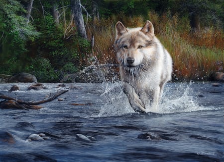 the wild wild wolf - wood, wolf, wolves, forest, rivers