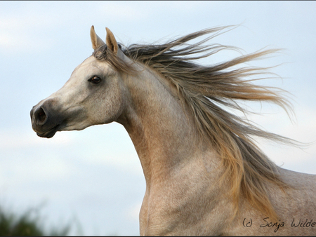 Beautiful Arabian Horse - horses