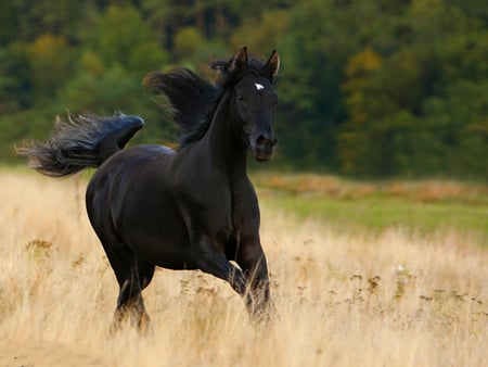 Black Horse:) - horses