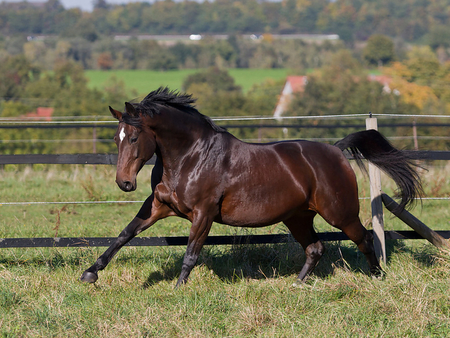 Cool Horse - horses