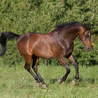 Awesome Horse