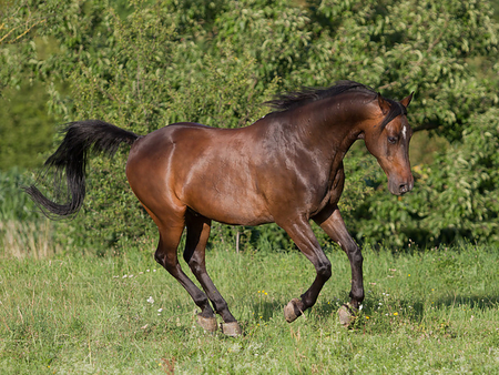 Awesome Horse - horses