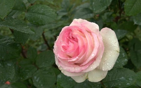 A rose dedicated to Talana - innocence, elegance, friendship, joy