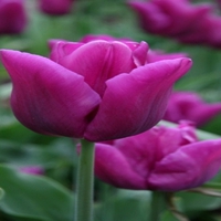 Purple Tulips