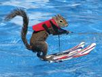 Water Skiing Squirrel