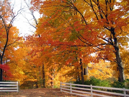 Country Lane - leaves, fence, autumn, trees