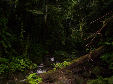 Papua new guinea - nature, 1080p, papua new guinea, beautiful, green, hd, forest