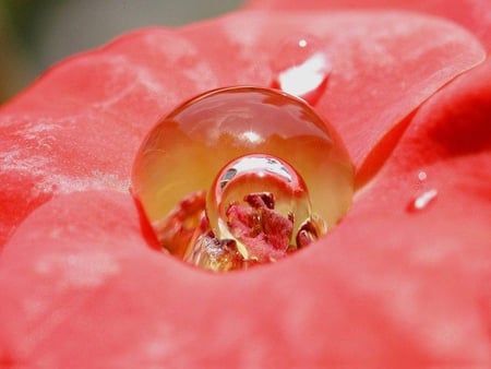 Drop within a Drop - drop, round, water, pink