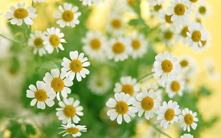 White Flowers - nature, white flowers, flowers, beautiful