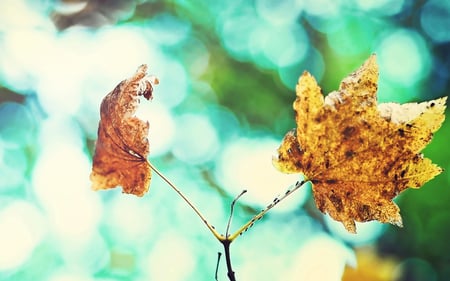 Leaf Bokeh - nature, bokeh, forests, leafs, photography, beautiful, leaf