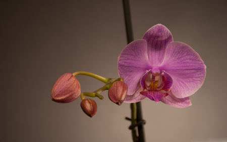 Pink Orchid