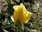 YELLOW ROSE