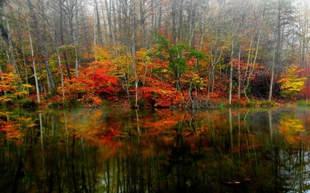 AUTUMN REFLECTION - morning, autumn, lake, reflection, forest, fog