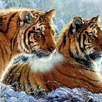 TIGERS