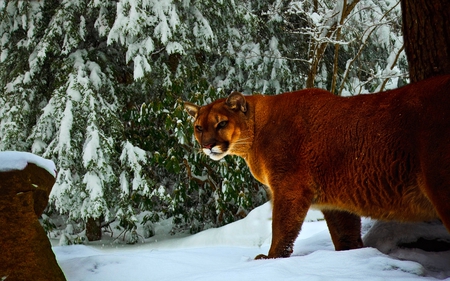 WINTER HUNT - snow, winter, forest, mountain lion