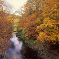Autumn Delight