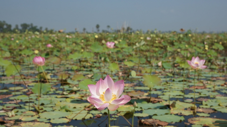 Blooms and Lilypads - sky, lake, lilypads, water, green, pink blooms