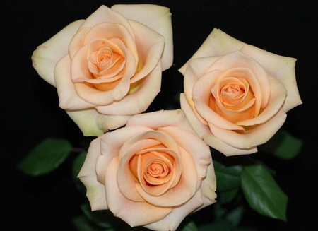 Roses - three, beauty, bright, lovely roses, roses, sweet, flowers