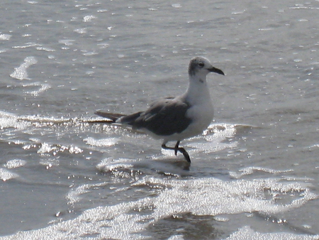 Bird on The Beach - beach, ocean, water, bird