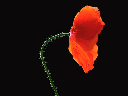 Beautiful all by myself - black, poppy, red, green, flower, light