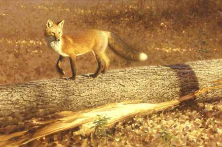 Fox - wildlife, fox, painting, art, animal