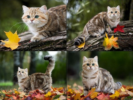 Autumn kitten collage - animal, kitten, feline, autumn, collage, sweet, cat