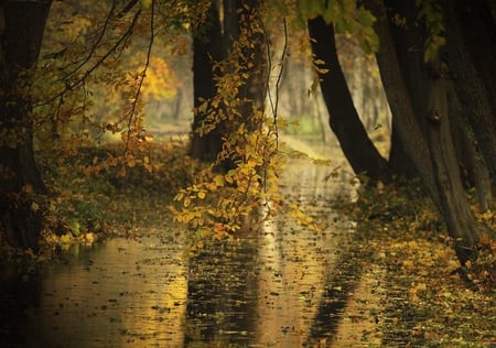 autumn sonata - nature, autumn, forest, trees