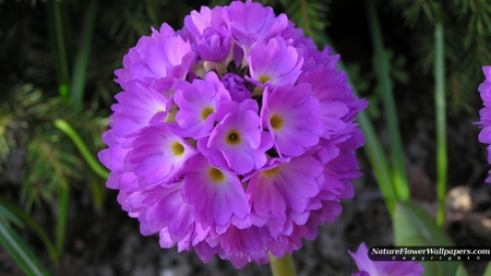 A lovely purple Primula Denticulata. - attractive, spectacular, elegant, beautiful