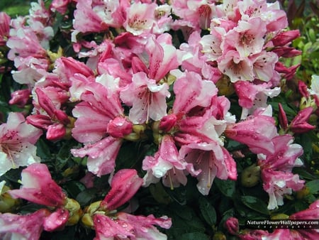 Pink and White Rhododendron - magnificent, spectacular, outstanding, dynamtic