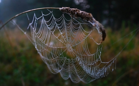 spider web - spider, interesting, work, web