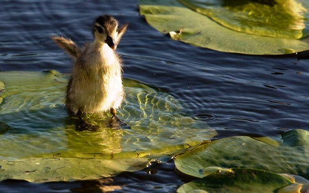 help - duck, help, is my, mother, where