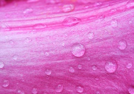 Dewy Pink - dewdrops, photography, nature, pretty, floral, pink, petals, flowers, dewy