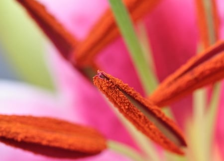 Pastel Lily - nature, pretty, floral, lily, photography, pastel, flowers