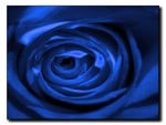 Blue Silk Rose