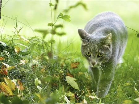 Cat in the grass - cat, animal, feline, grass, kitten