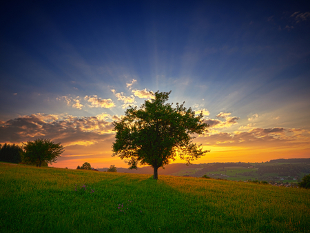 Sunset - landscape, tree, sunset, nature, earth