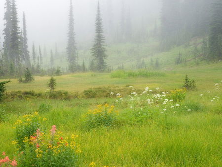 Mist over the grass - nature, landscape, tree, grass, earth, mist