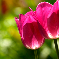 Kissing of Tulips