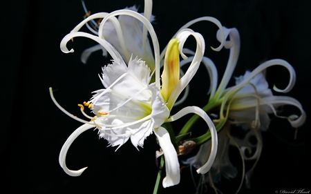 Blanca - hd, exotica, blanca, flor