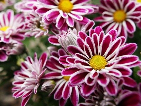 Purple flowers. - flower, purple, pink, flowers, close up, yellow, bright, petals, macro, petal, daisy