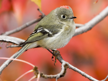 Sparrow. - sparrow, bird, feather, twig