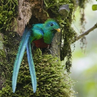 Quetzal