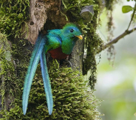 Quetzal - green bird, animals, green, animal, tree, little bird, bird