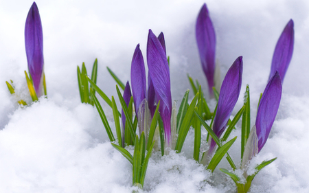 an early snow - ice, beauty, photography, winter, spring, nature, white, purple, floral, cold, green, flowers