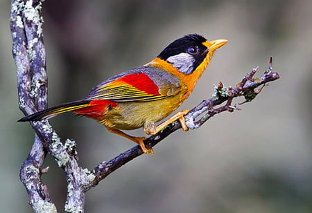 A mixture of colors - red, amazing, bird, black