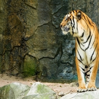 Bengal Tiger Standing Facing To The Side