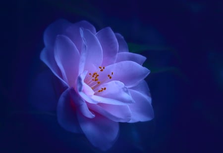 Expressive - beauty, soft, universal, lovely, blue tones, flower