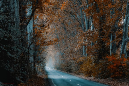 forest tunnel - forest, path, road, tunnel, nature, autumn